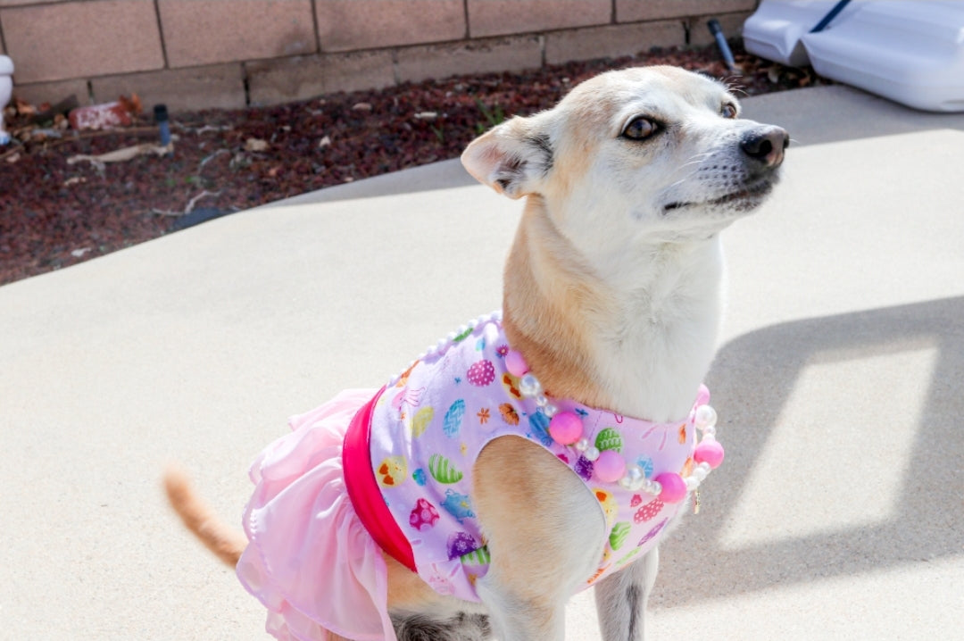 Hoppy Easter Dog Dress - Main Image