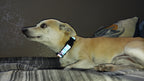 Reflective Dog Collar