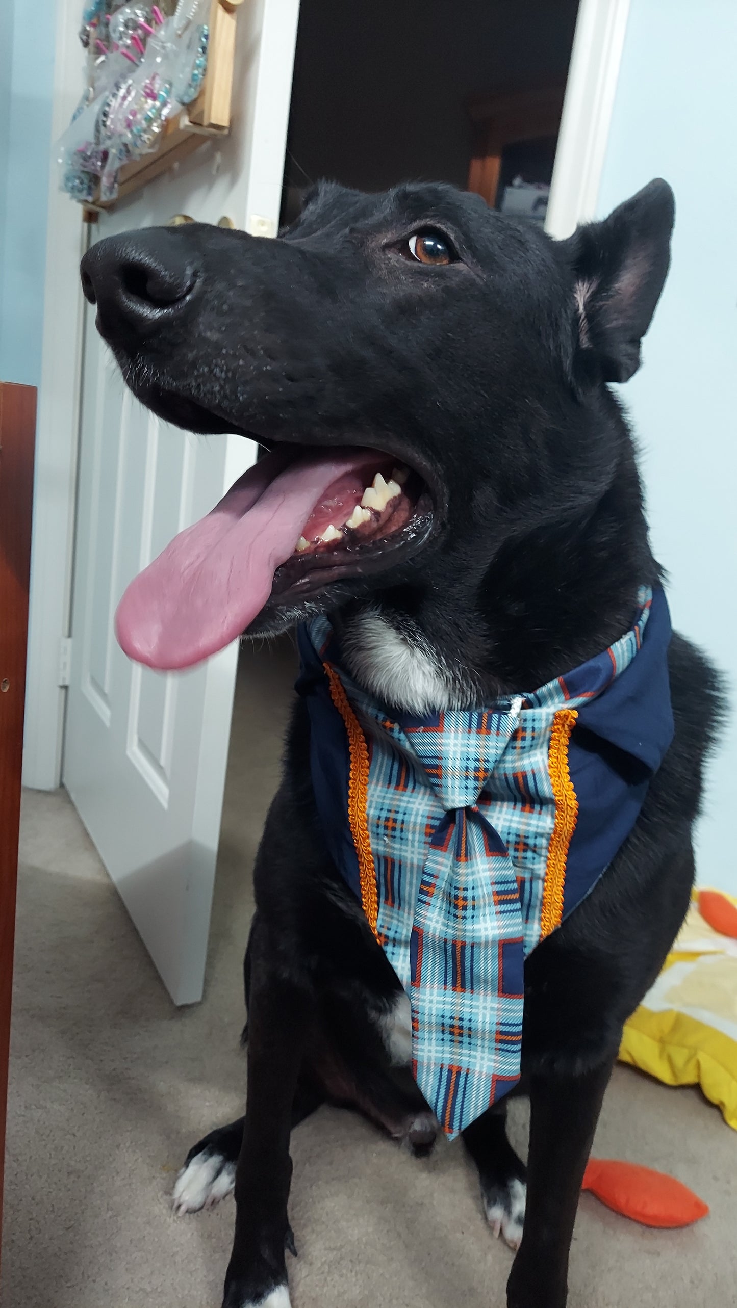 School Boy Dog Bandana