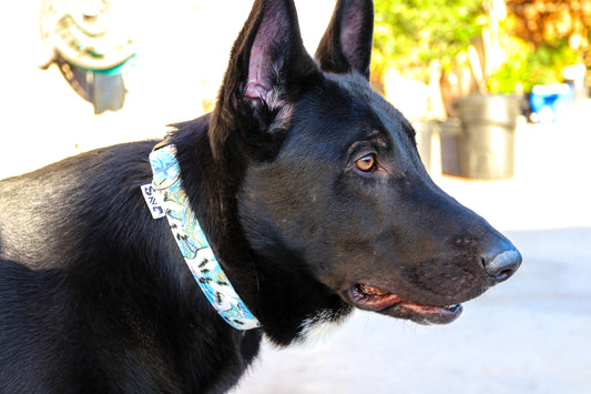 Blue Paradise Dog Collar