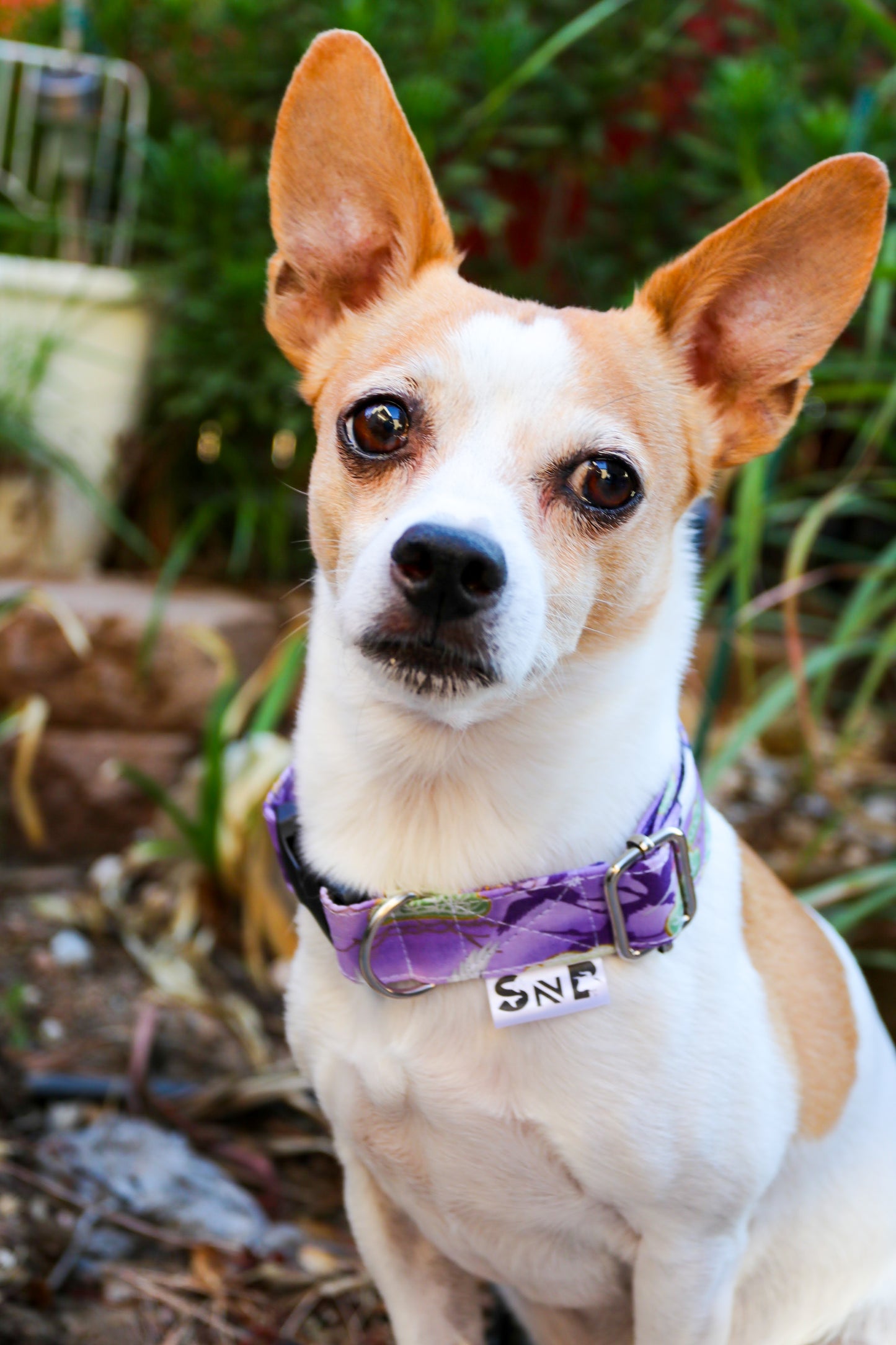 Purple Paradise Dog Collar