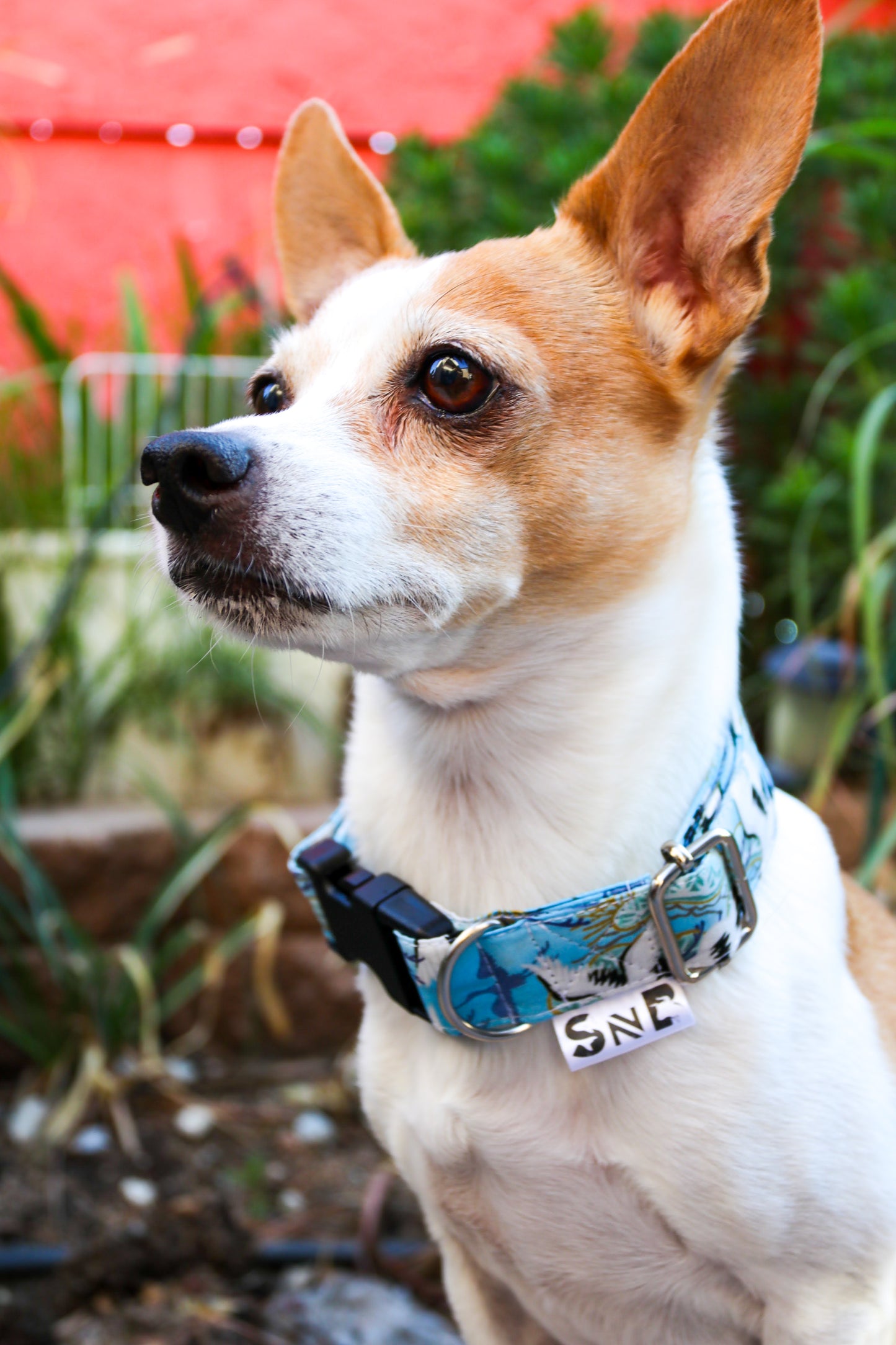 Blue Paradise Dog Collar