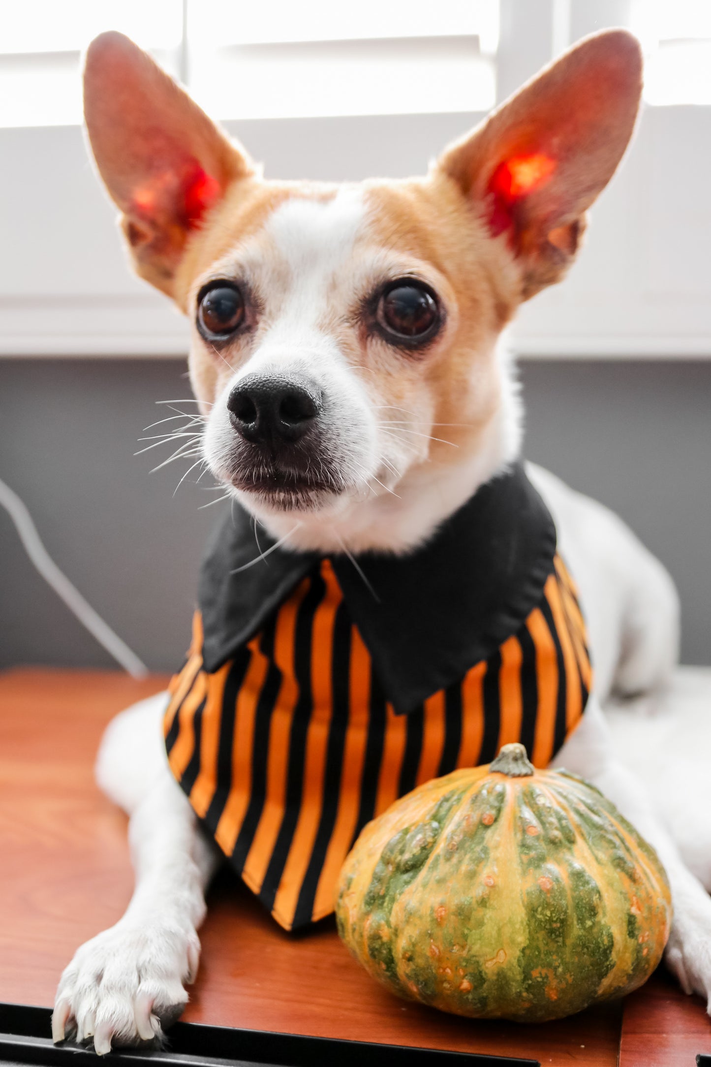 Jack o Lantern Dog Bandana