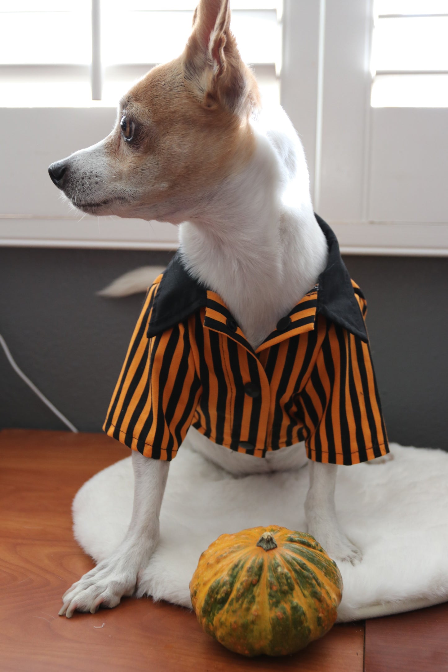 Jack o lantern Dog Shirt