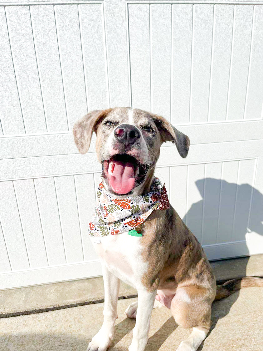 Rio Tango Dog Bandana