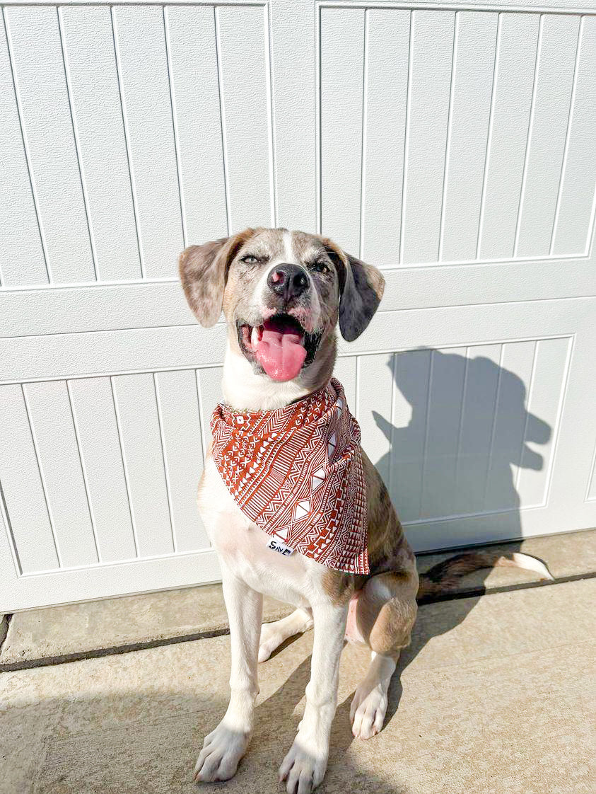 Rio Tango Dog Bandana