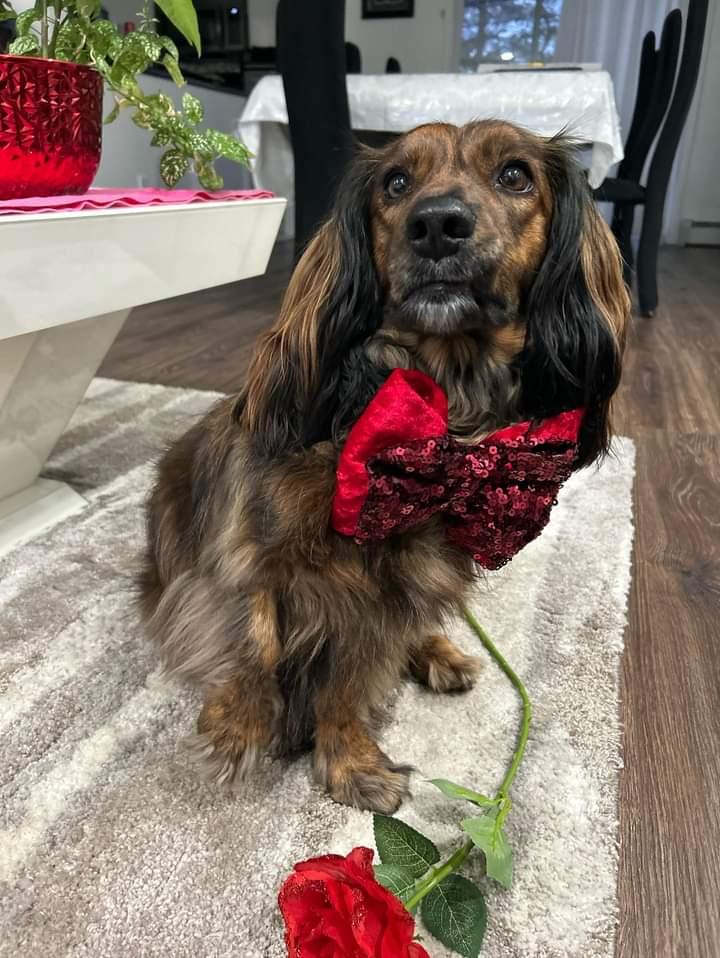 Velvet and Sequin Red Bow