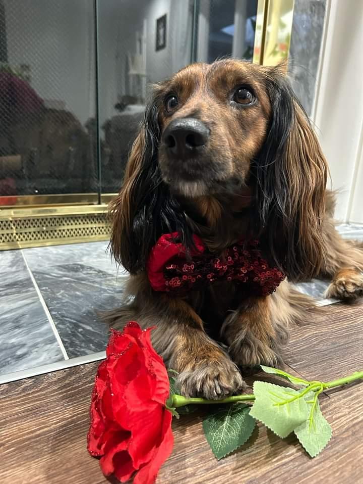 Velvet and Sequin Red Bow