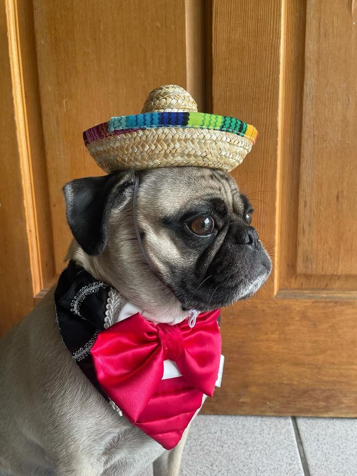 Mariachi Suit Dog Bandana