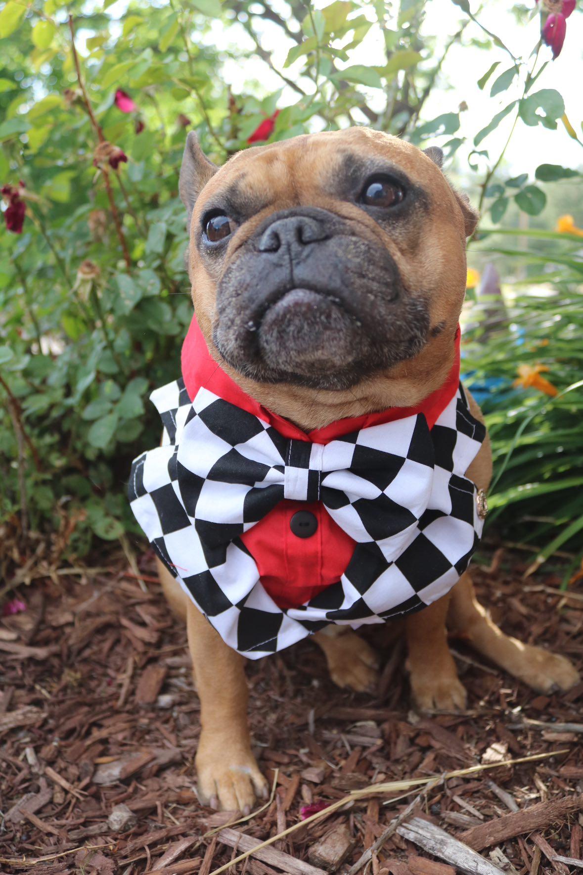 Speed Racer Tux Dog Bandana