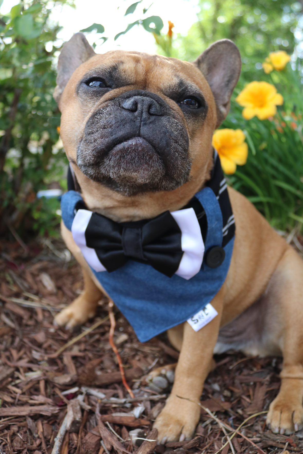 Preppy Blues Dog Bandana