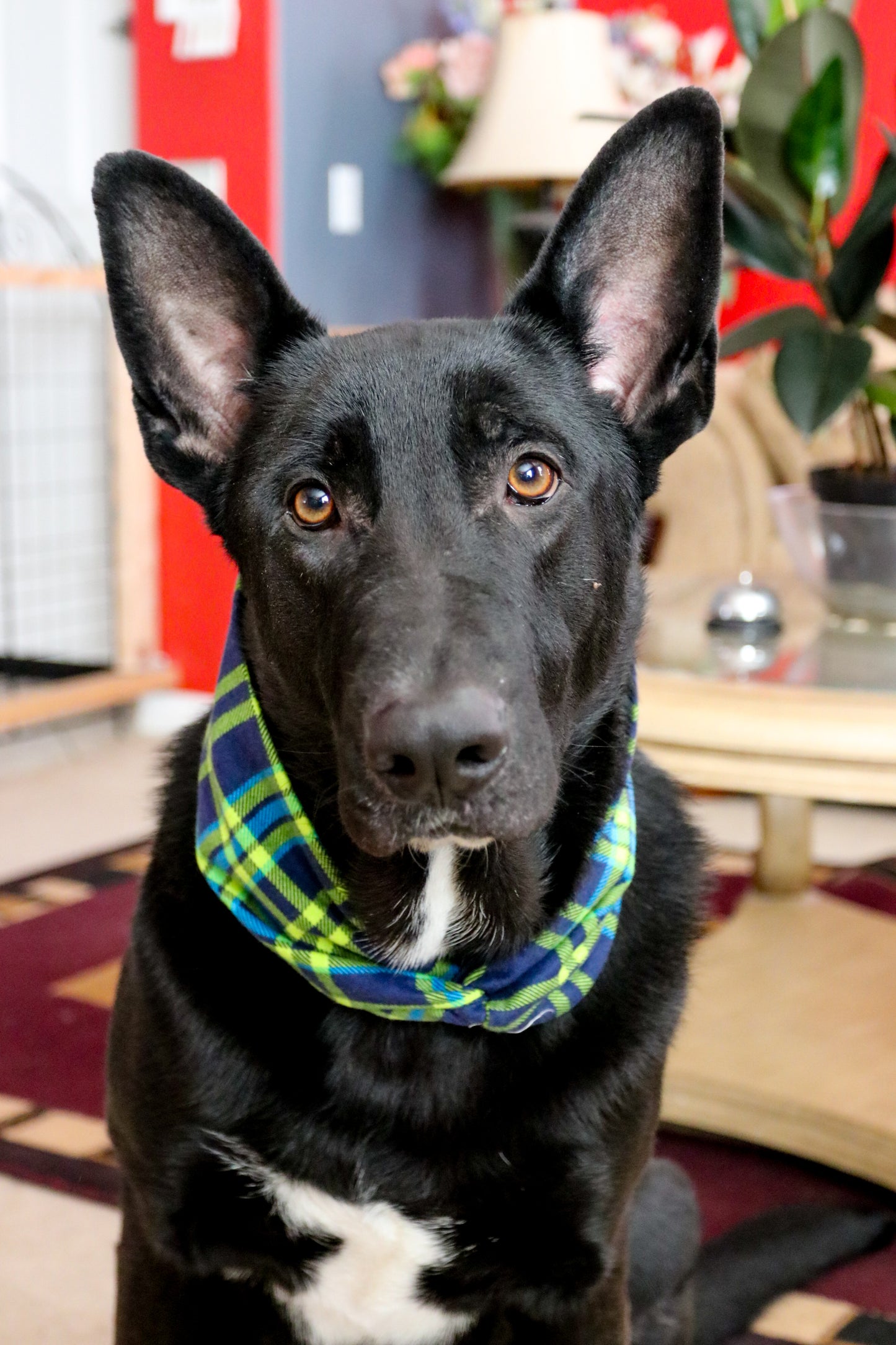 Aqua Meadow Plaid Dog Infinity Scarf