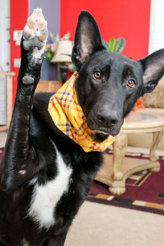 Sunshine Plaid Dog Infinity Scarf