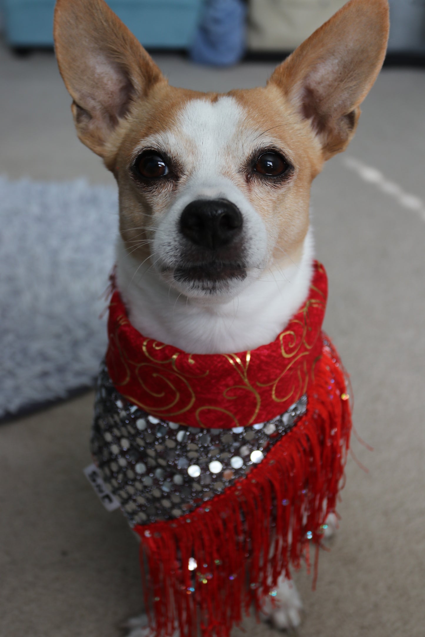 Lion Dance Dog Bandana