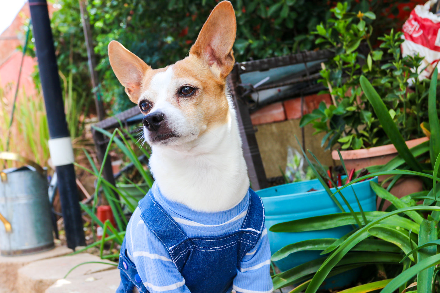 Denim Dog Overalls