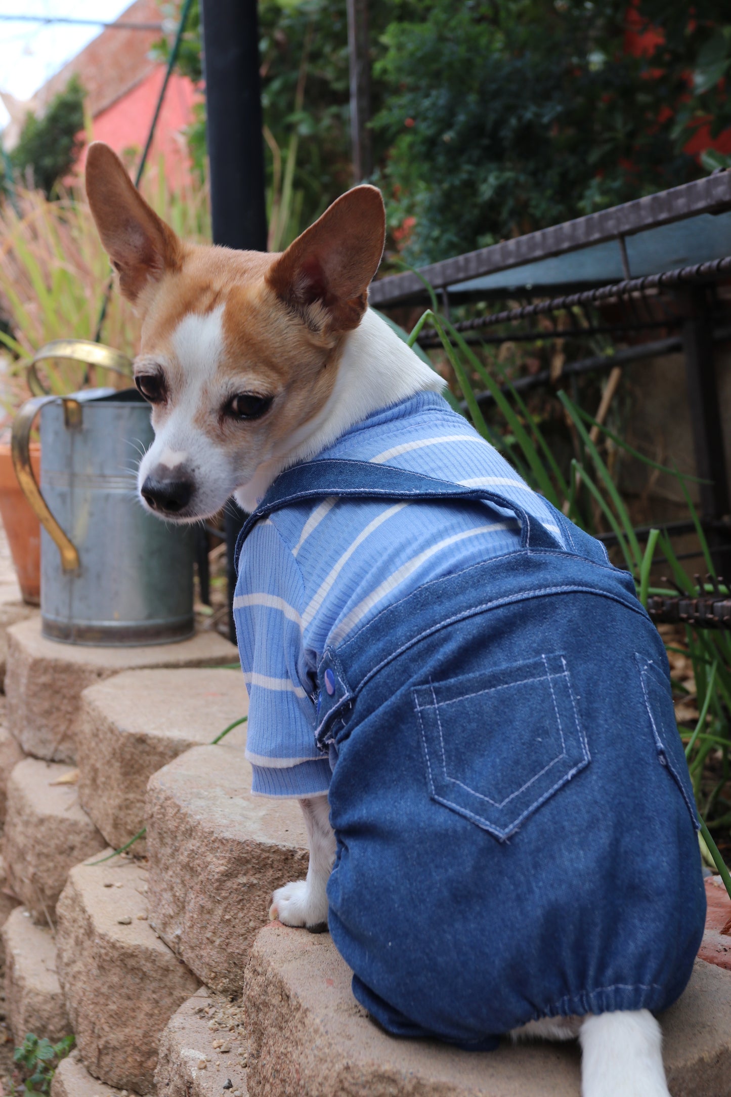 Denim Dog Overalls