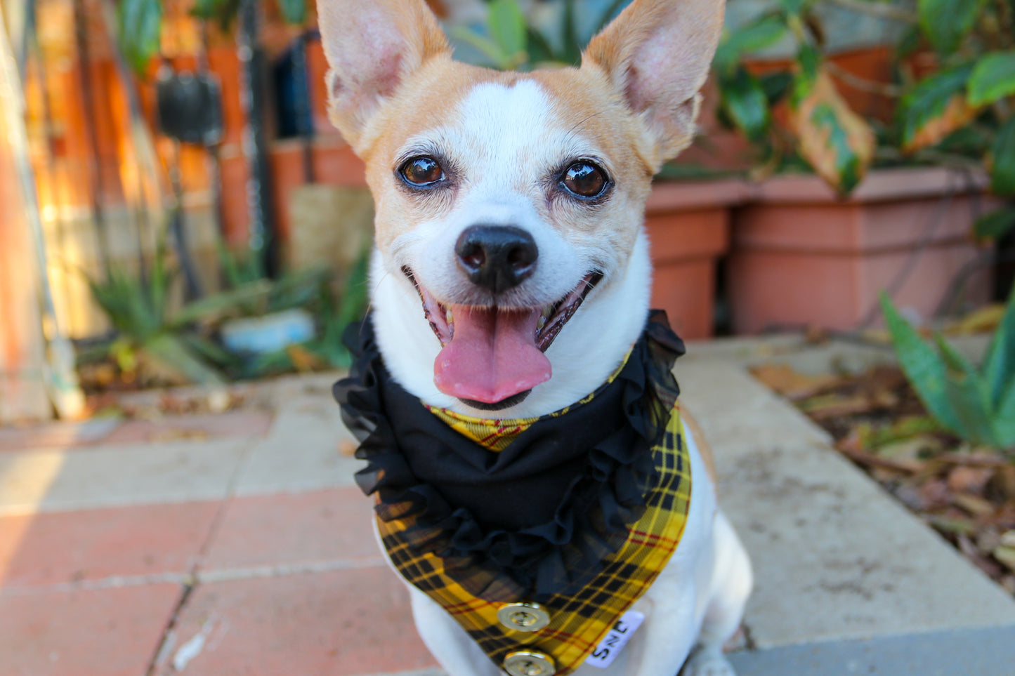 So Fancy Dog Bandana