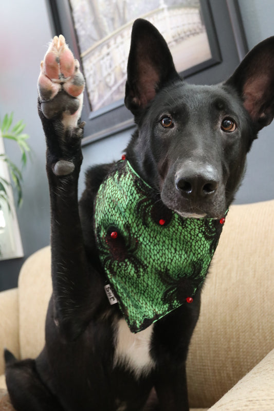 Spider Bite Dog Bandana