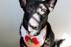 Peppermint Gingerbread Dog Bandana