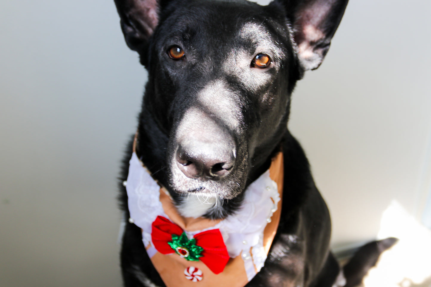 Peppermint Gingerbread Dog Bandana