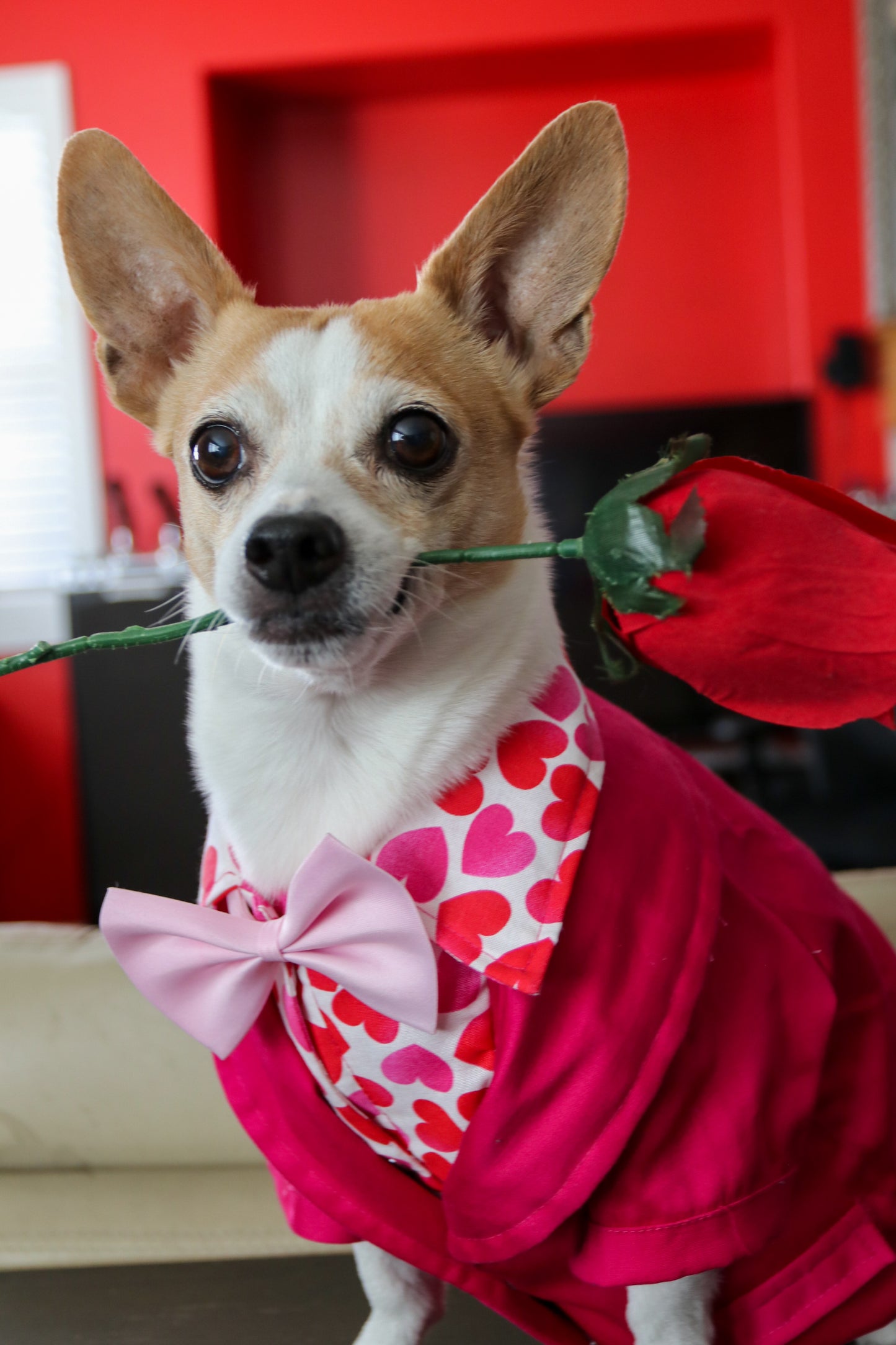 Valentine Tuxedo Dog Suit