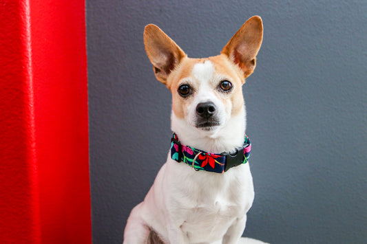 Tropical Dog Collar