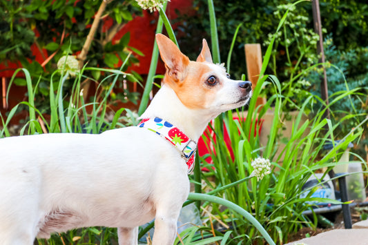 Berries Dog Collar