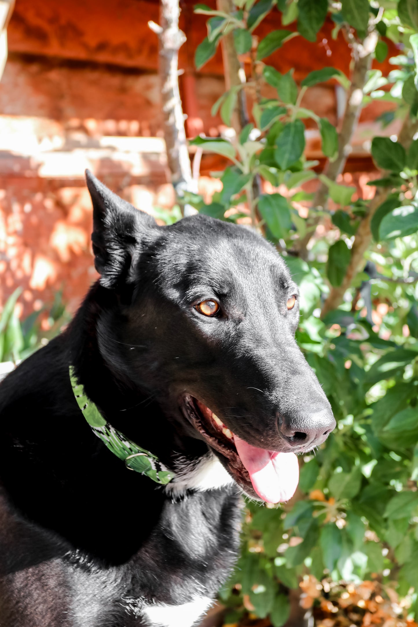 Green Leaves Dog Collar