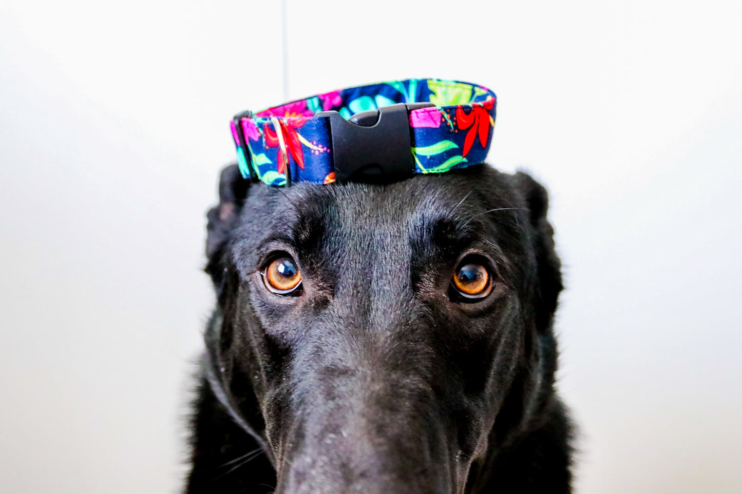 Tropical Dog Collar