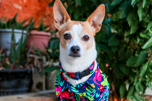 Tropical Dog Shirt