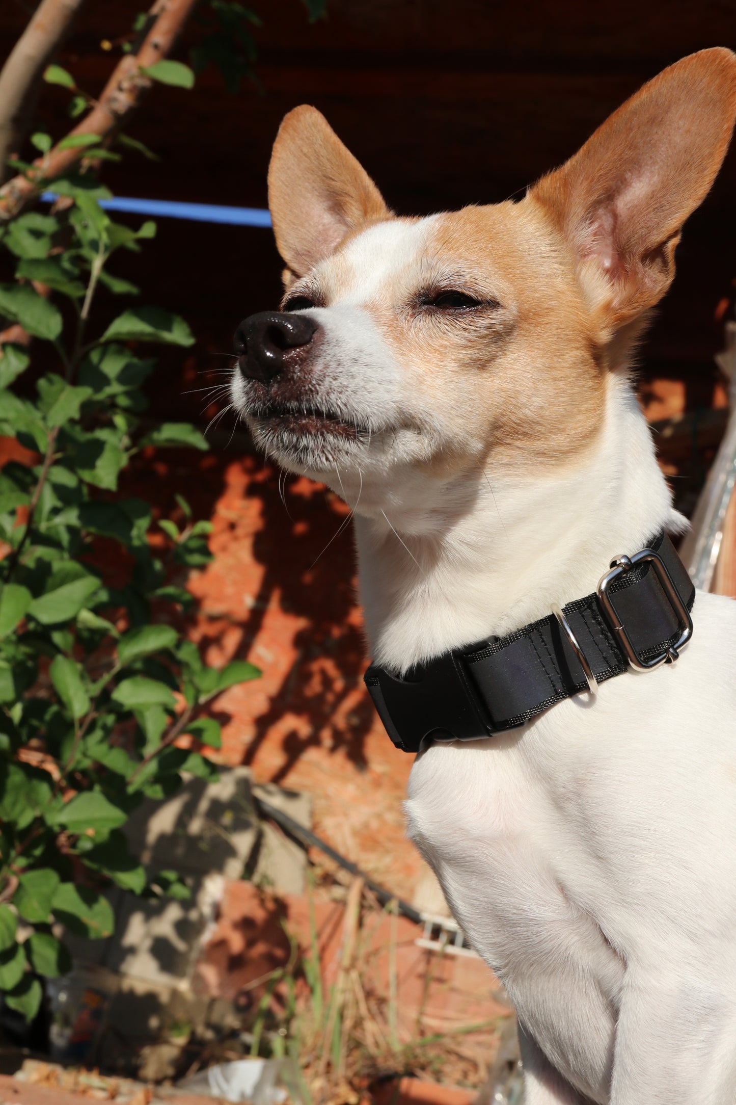 Reflective Dog Collar