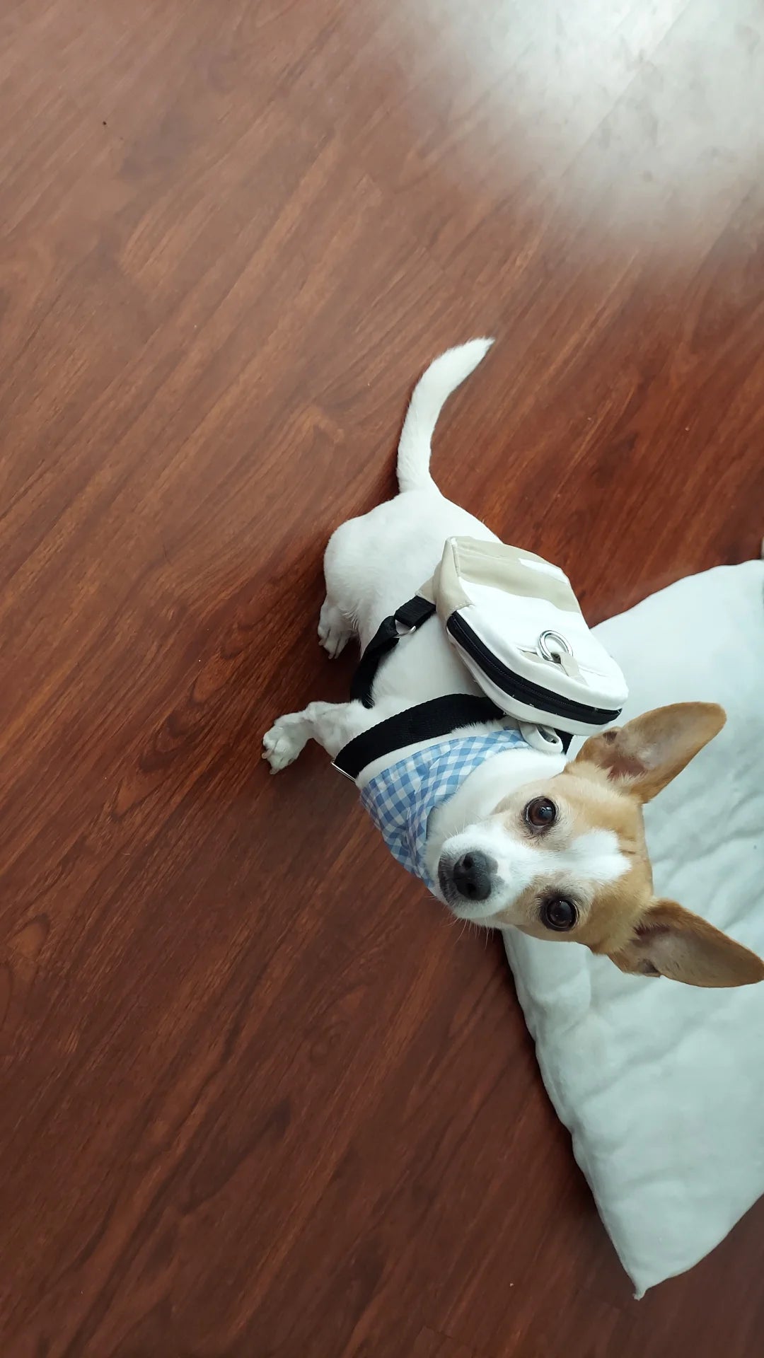 Neutral Stripes Dog/Human Backpack