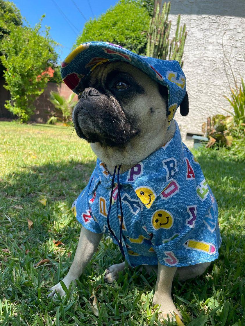 Bark to Skool Dog Shirt