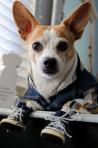 Multicolored Stripe Dog Hoodie