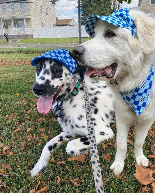 Dog Caps Blue