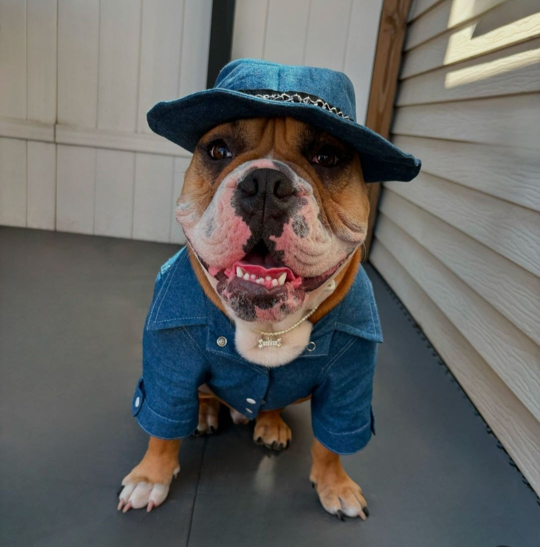 Denim Dog Fedora Hat