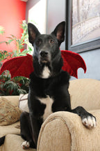 Dragon Wings Dog/Cat Costume for small to large dogs (More color options)
