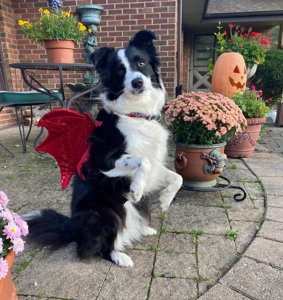 Dragon Wings Dog/Cat Costume for small to large dogs