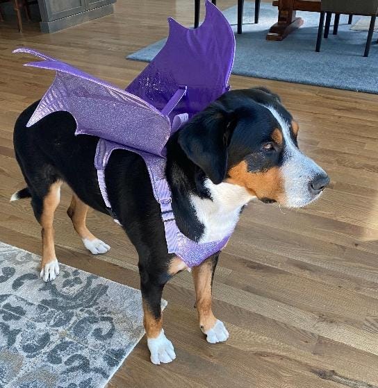 Dragon Wings Dog/Cat Costume for small to large dogs