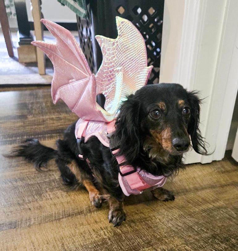 Dragon Wings Dog/Cat Costume for small to large dogs (More color options)