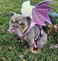 Dragon Wings Dog/Cat Costume for small to large dogs