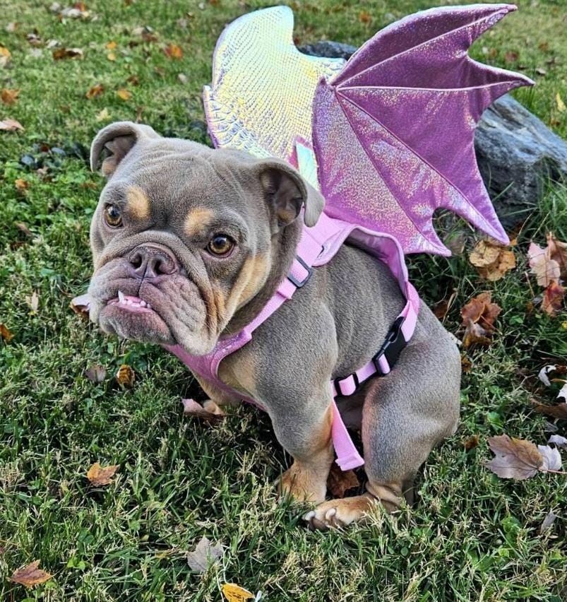Dragon Wings Dog/Cat Costume for small to large dogs