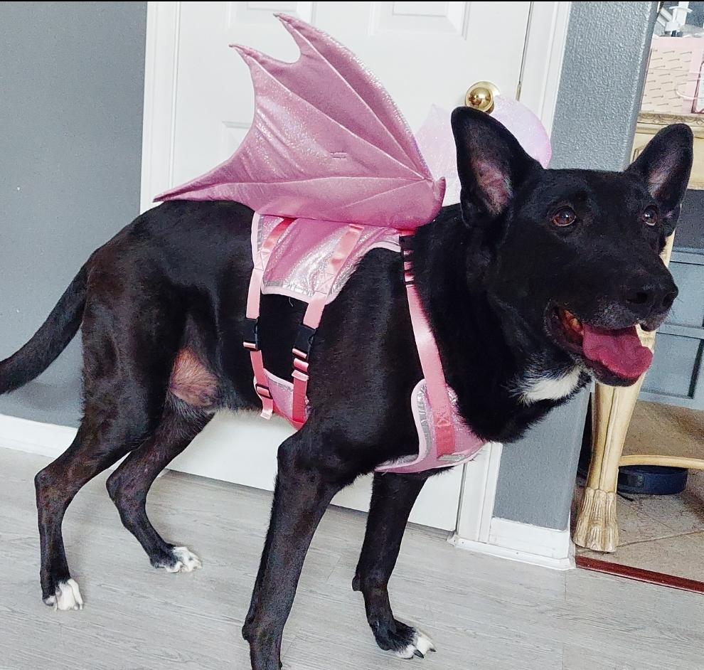 Dragon Wings Dog/Cat Costume for small to large dogs (More color options)