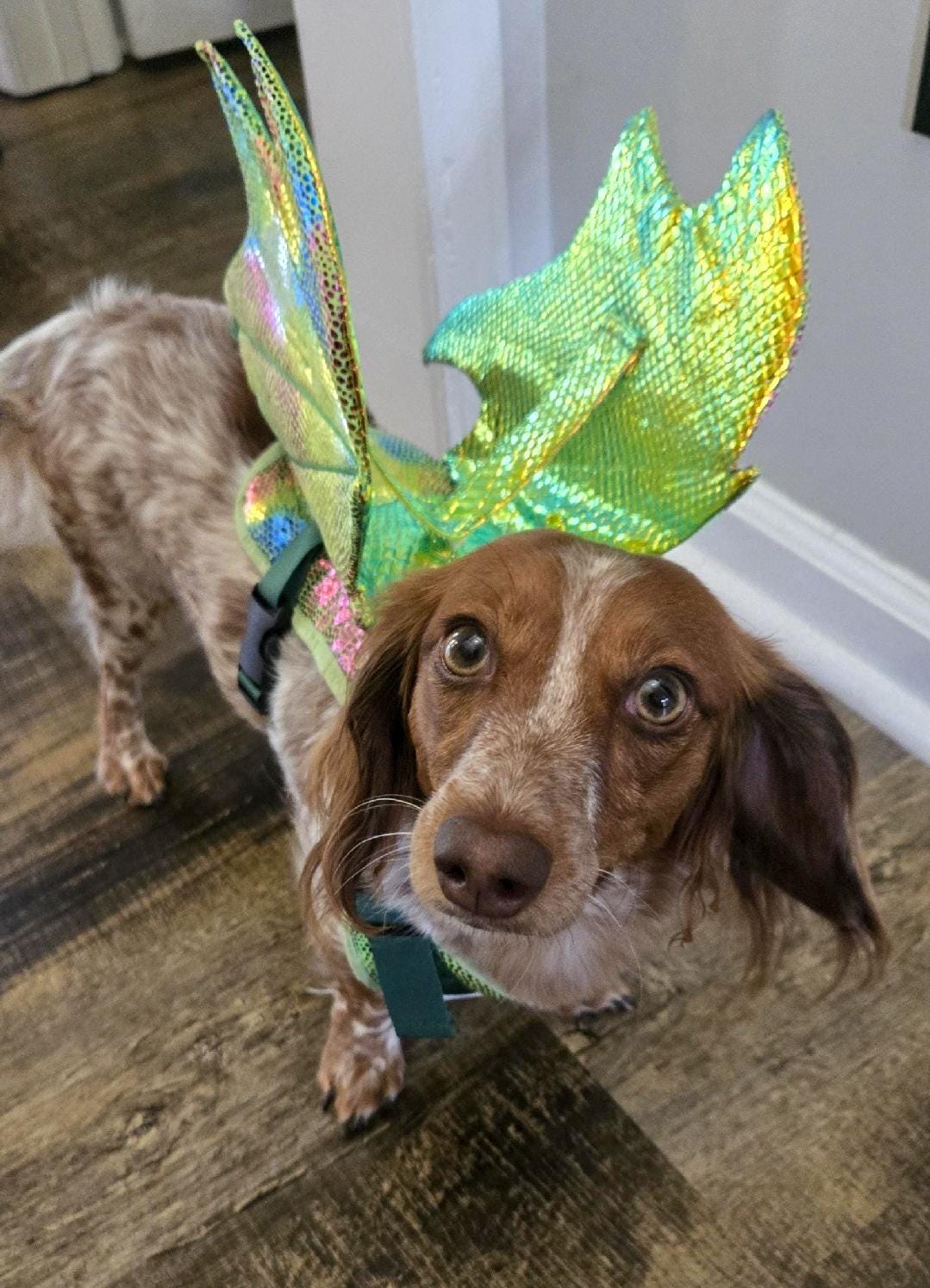 Dragon Wings Dog/Cat Costume for small to large dogs (More color options)