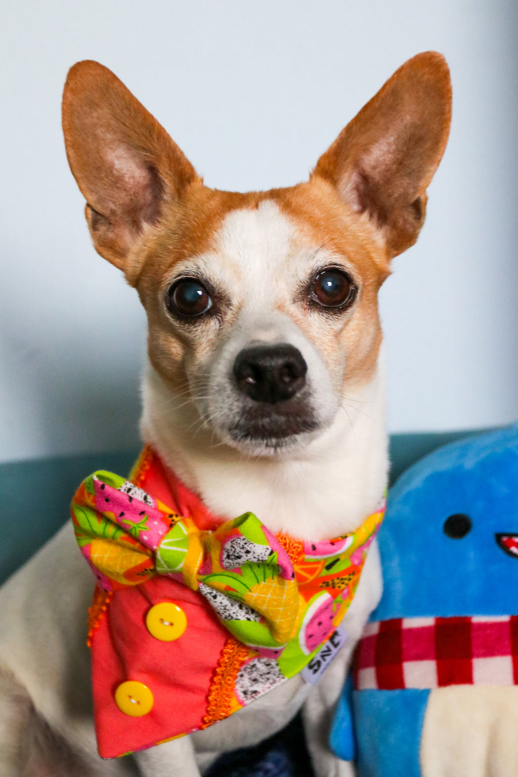 Fruit Frenzy Dog Bandana Tux