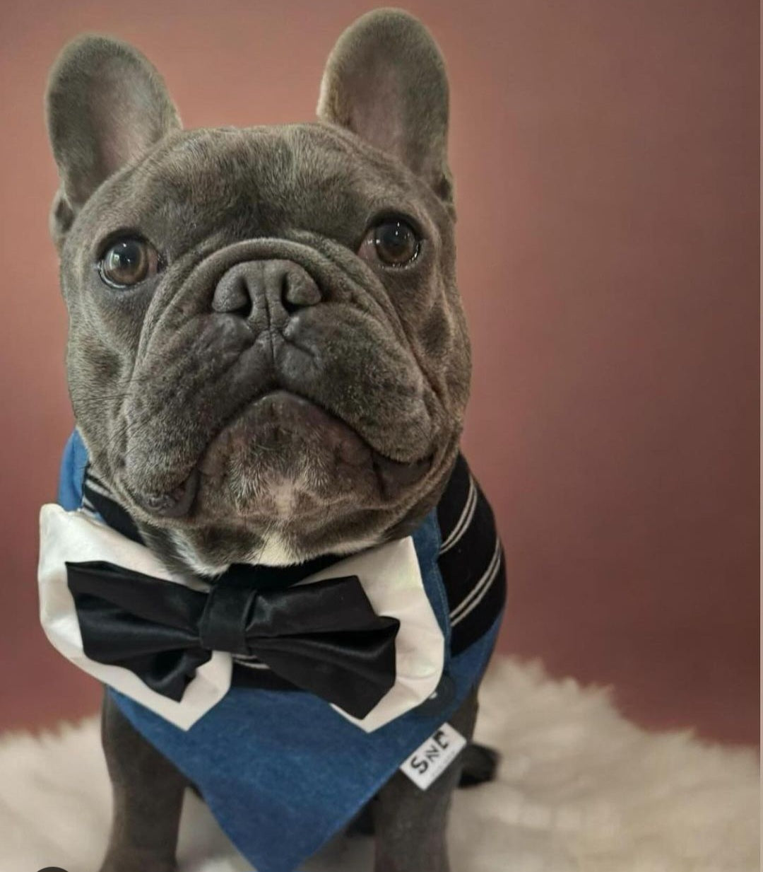 Preppy Blues Dog Bandana