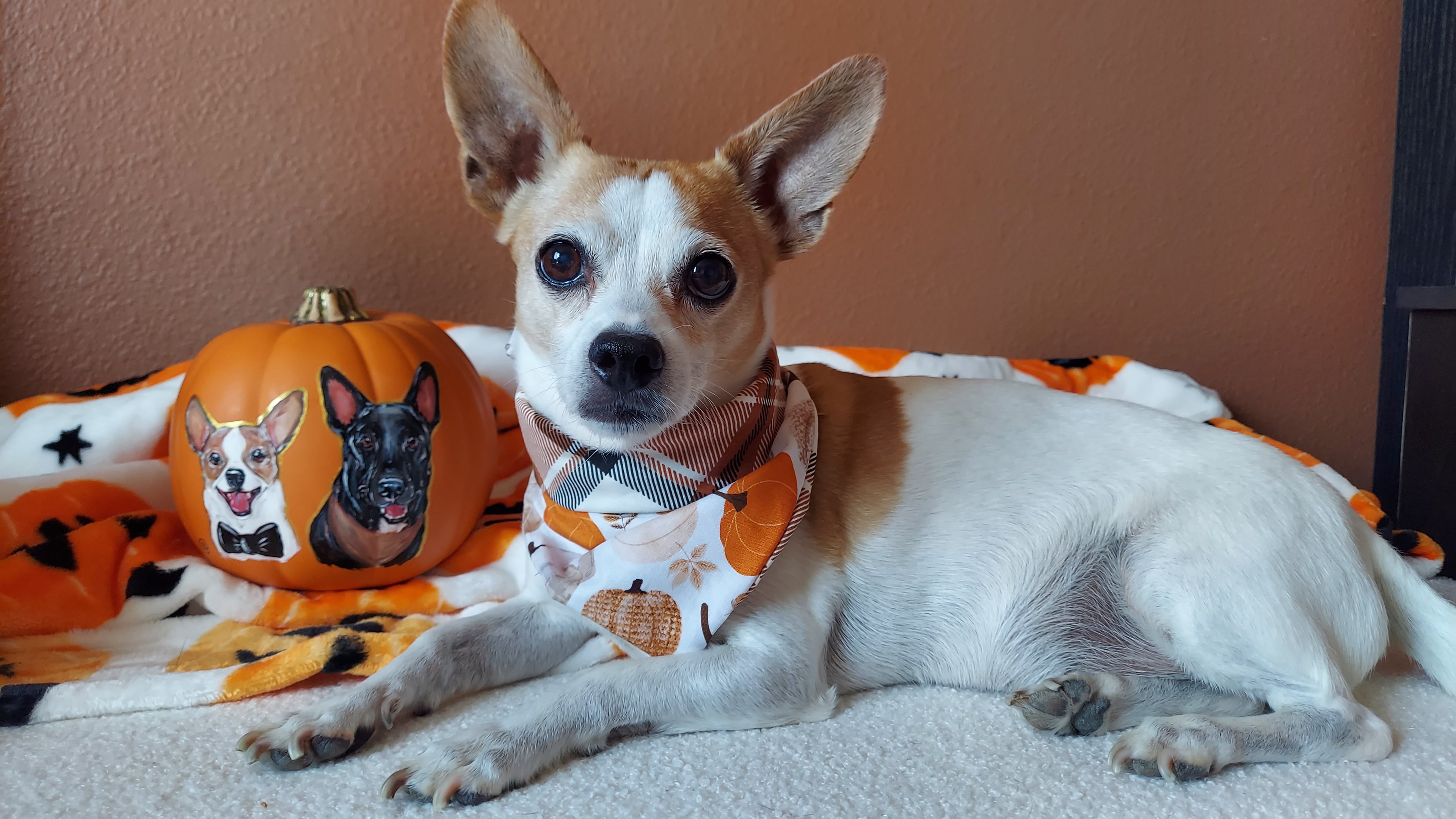 Cozy Harvest Dog Bandana