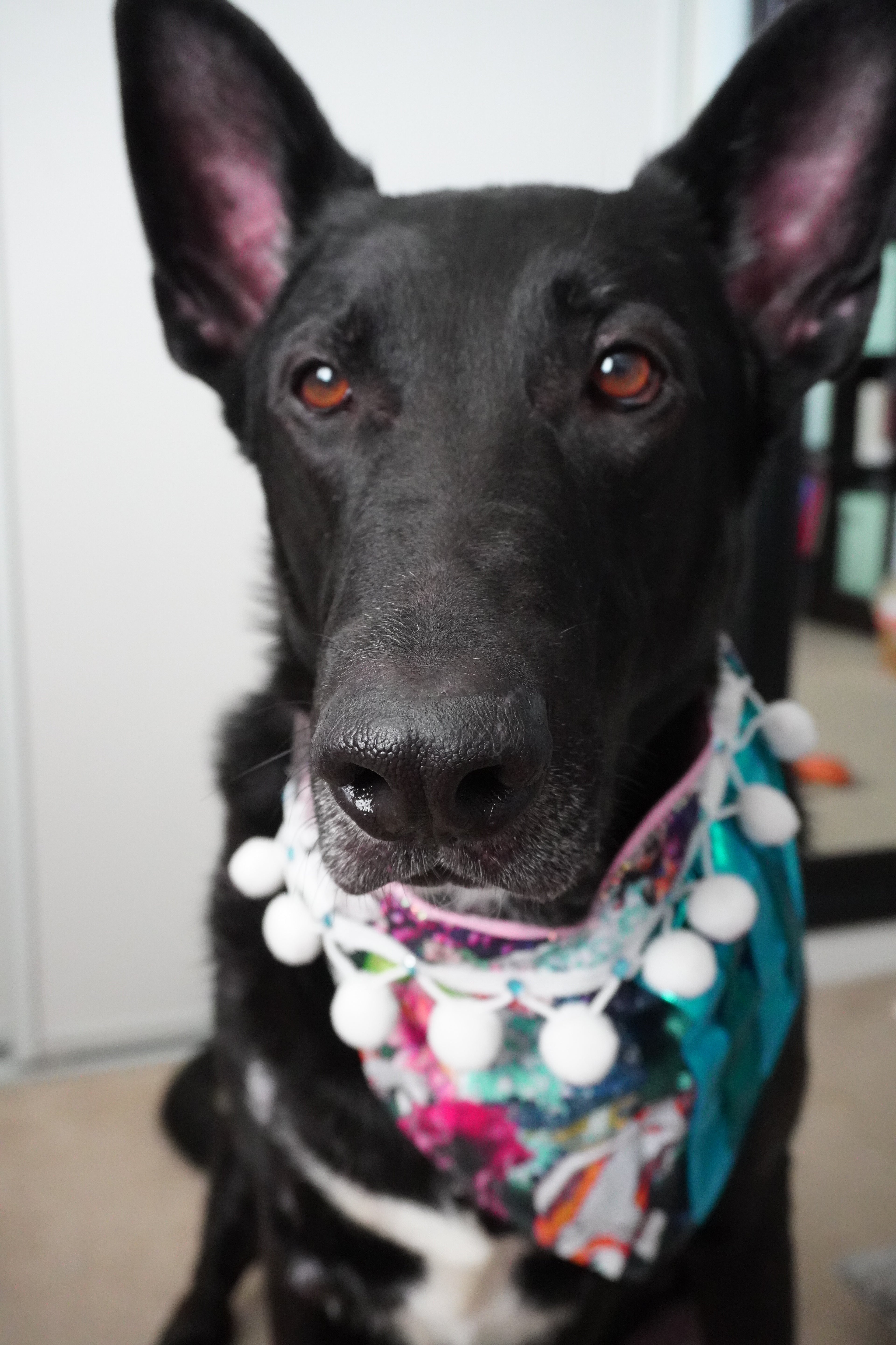Flow of Fortune Lunar New Year Dog Bandana