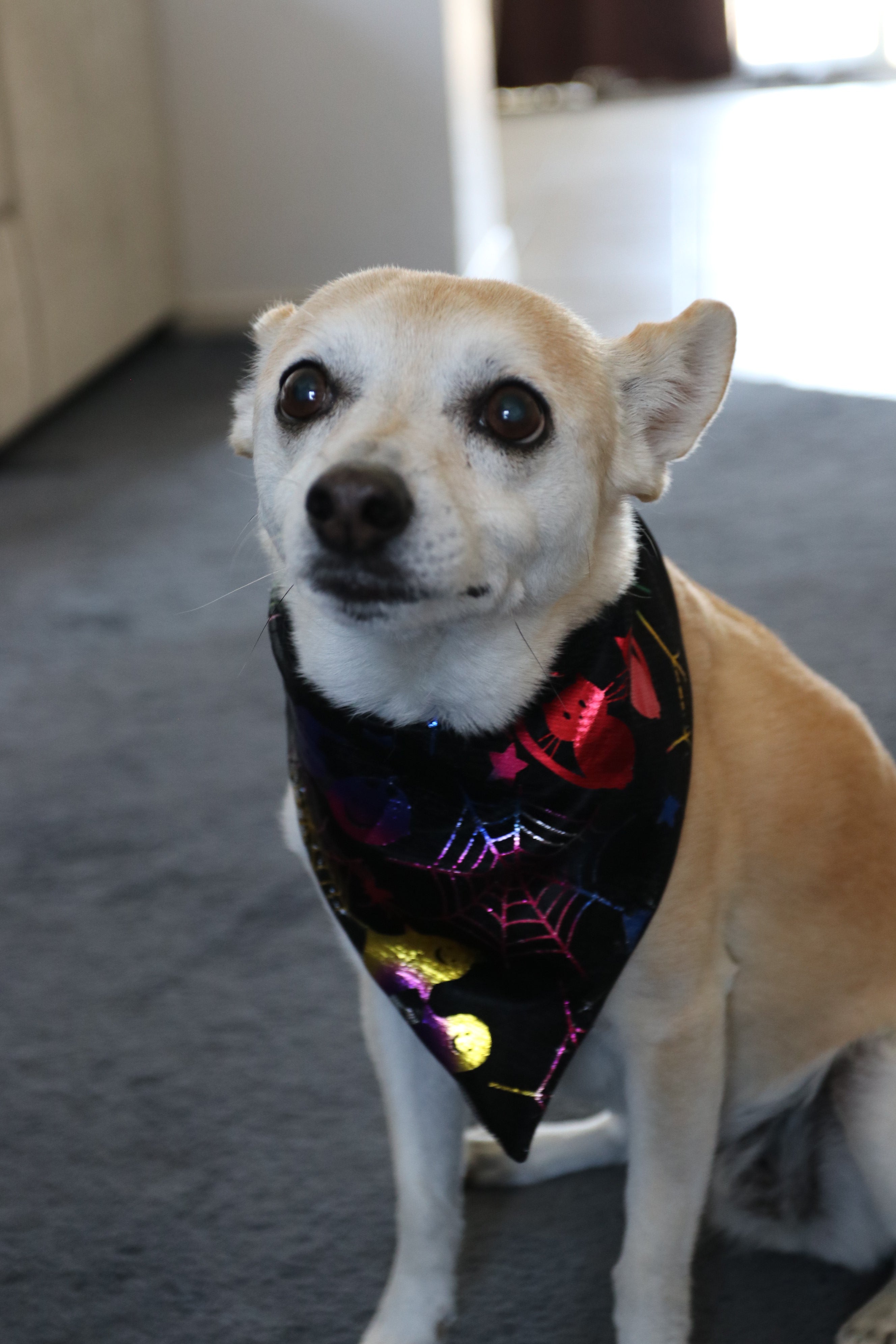 Neon Nightmares and Silvery Spirits Dog Bandana
