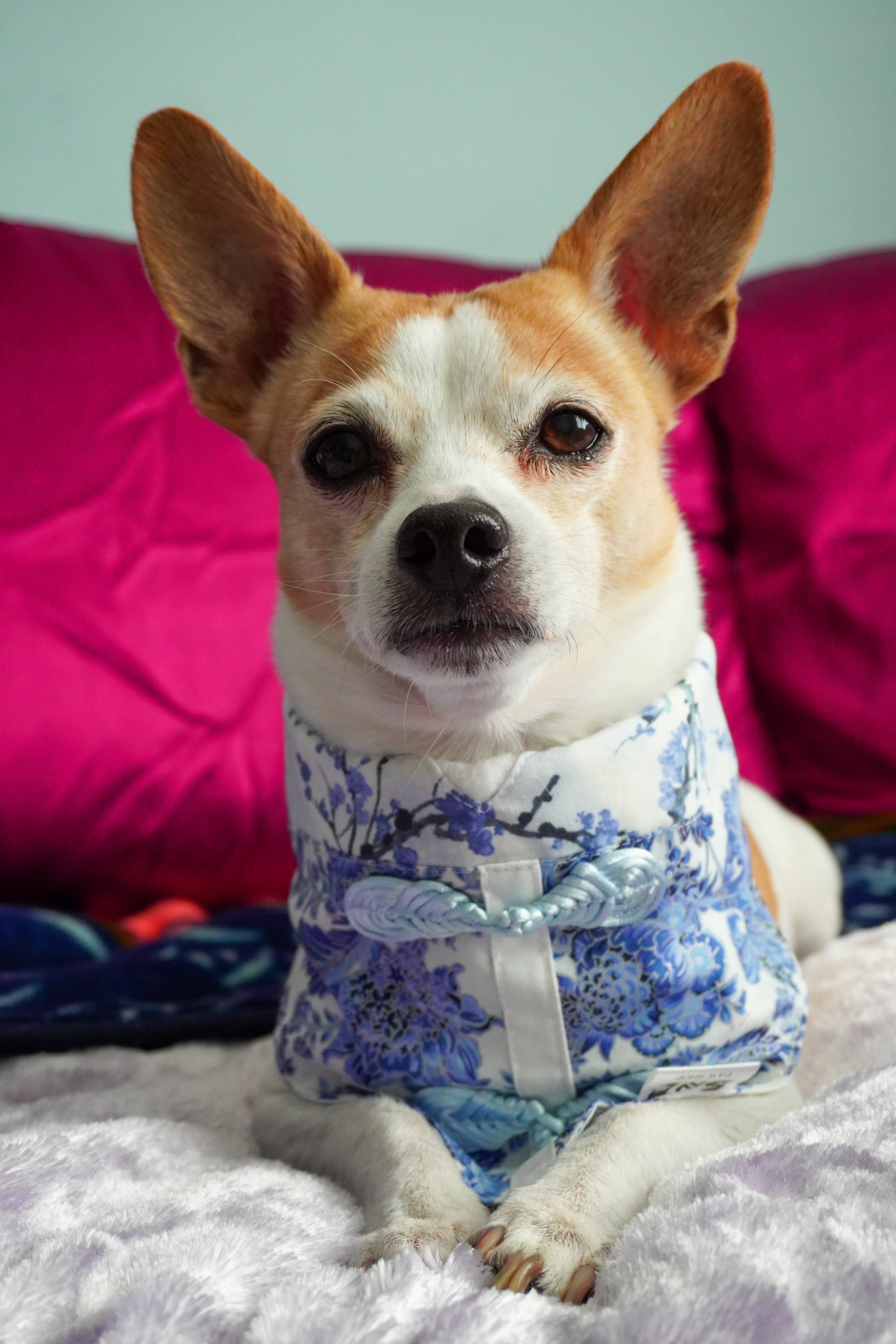 Porcelain Garden (standard) Lunar New Year Dog Bandana